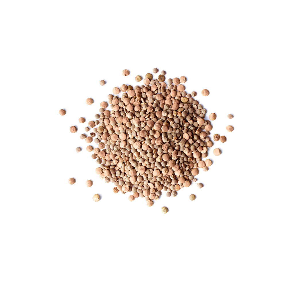 BROWN LENTILS 10 LBS