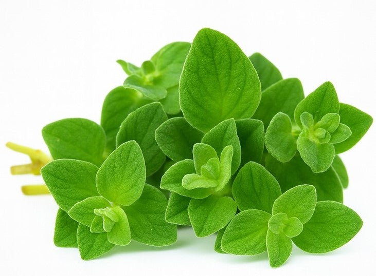 Product 9049237815501 Image