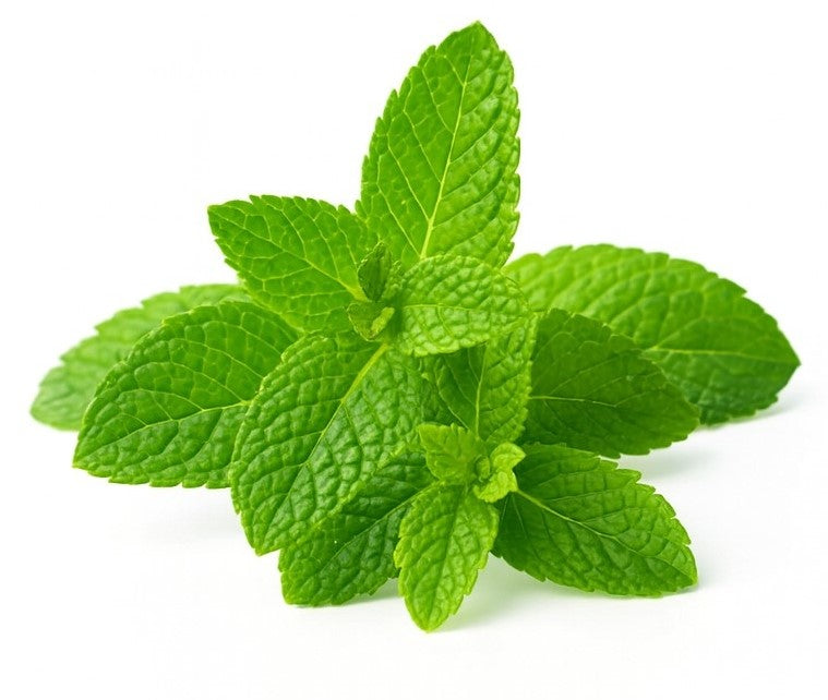 Product 9049241157837 Image