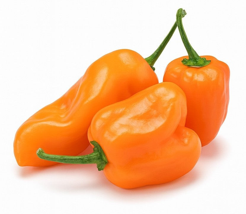 Product 9049241223373 Image