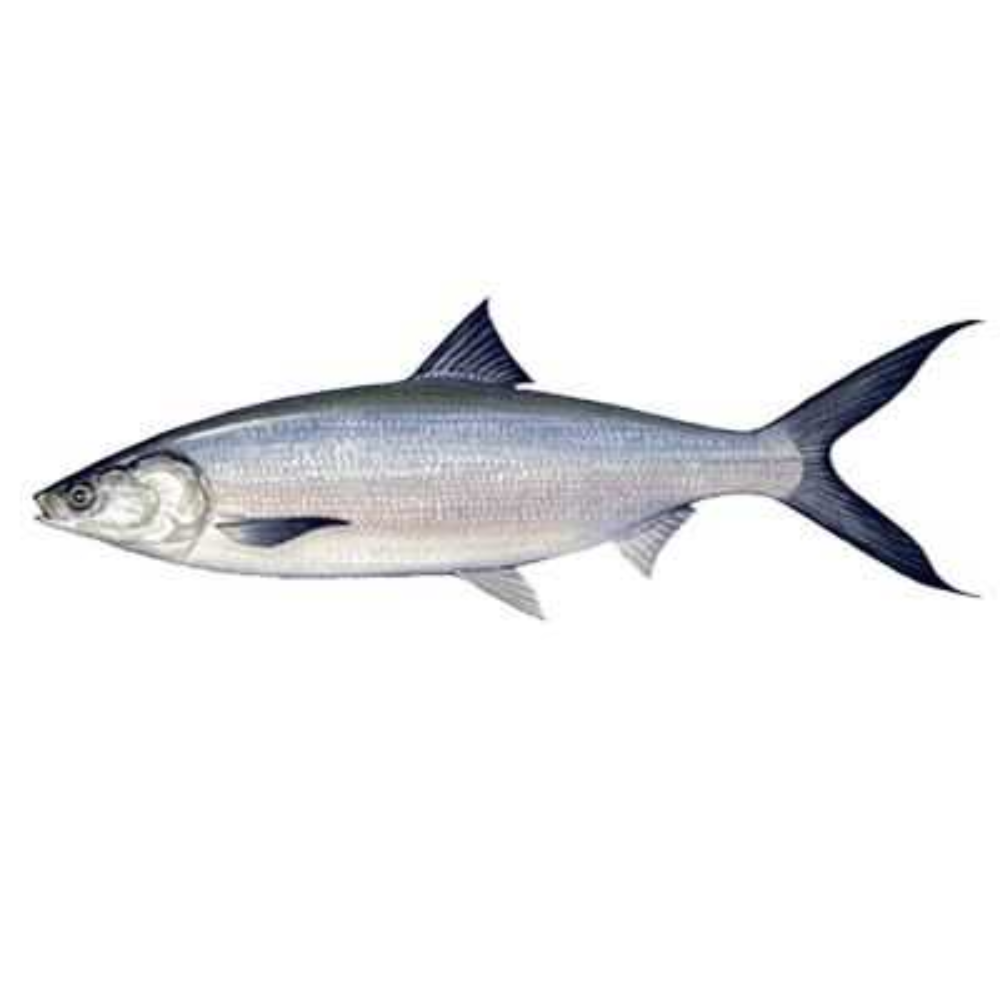 MILKFISH "PINOYS BEST" (GO BY WEIGHT) LB