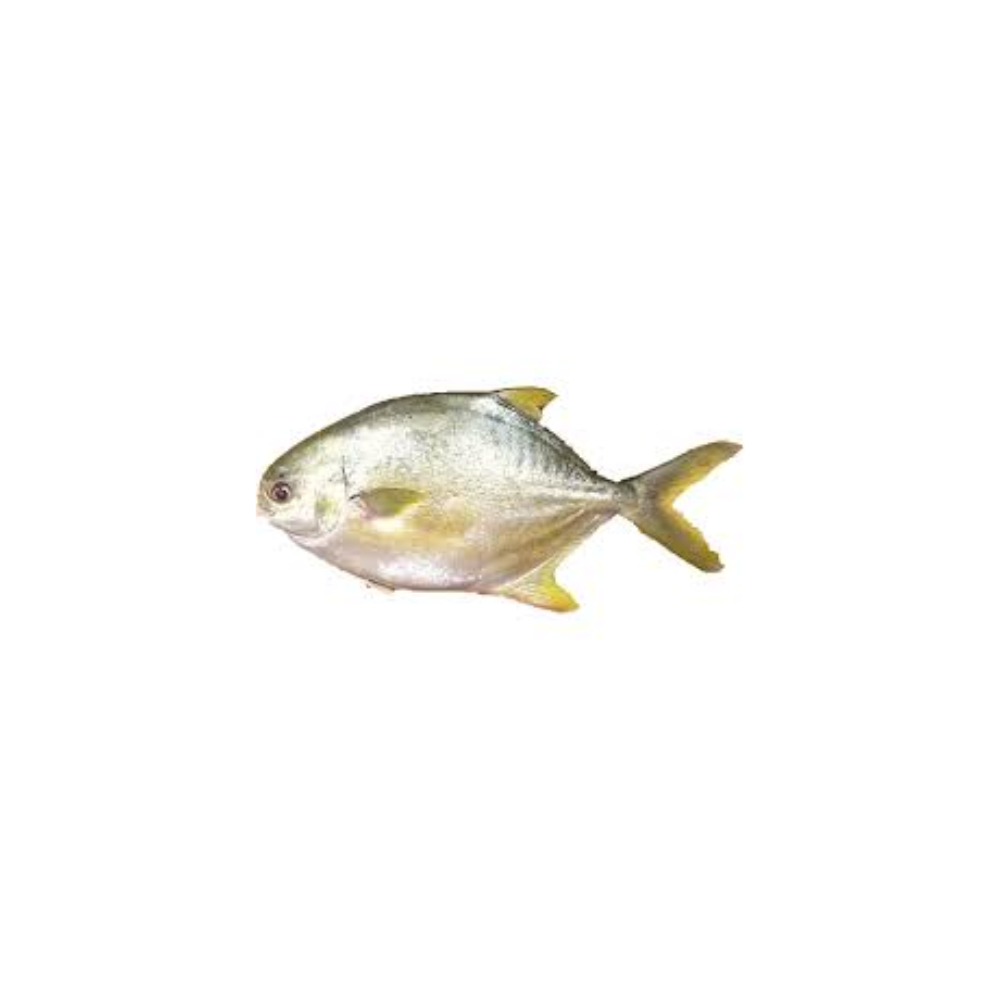 POMPANO GOLDEN 500-600 VP (FISH WEIGHT BY PKT)