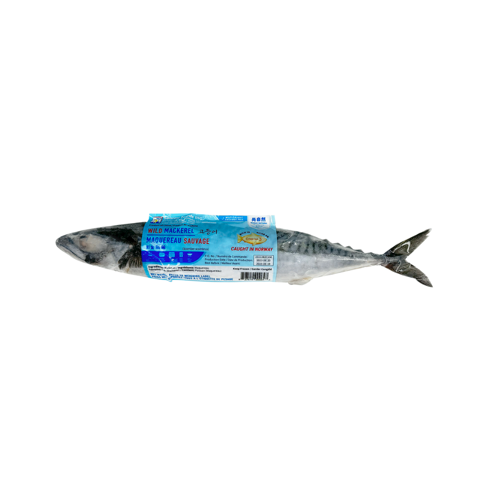 SEARAY 400G SPANISH MACKEREL
