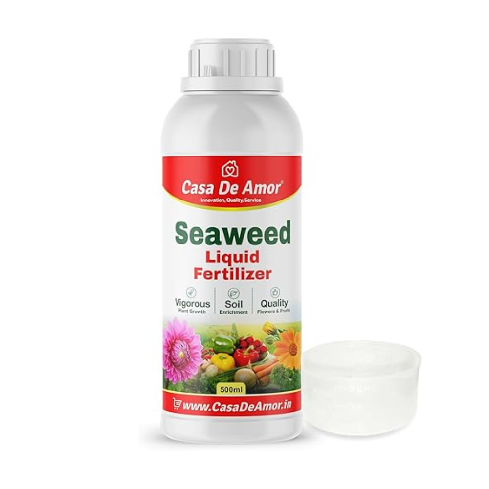 1ST CHOICE SEAWEED 16.20 GM