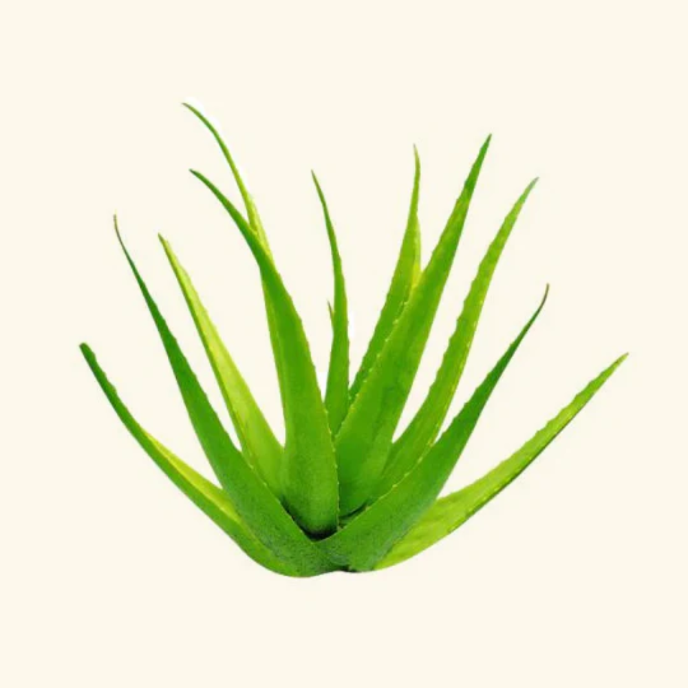 ALOE VERA LEAVES MEX LBS