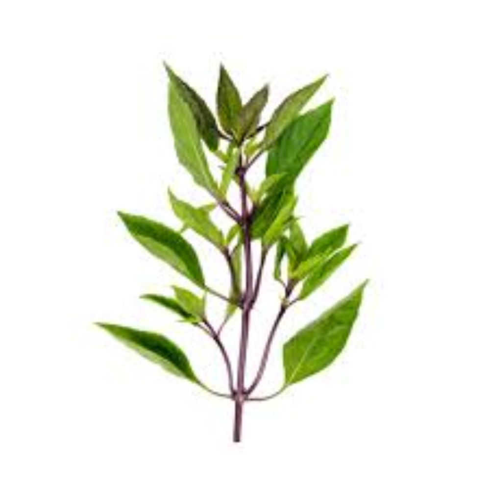 BASIL THAI GREEN FRESH HAWAII LBS