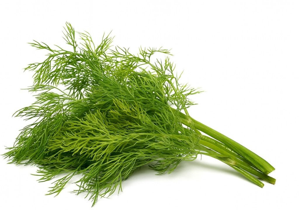 DILL BABY FRESH BC/US/MX 24 CTN