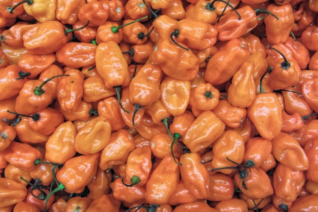 C-PEPPERS HABANERO MEX FRESH 10 LBS CS