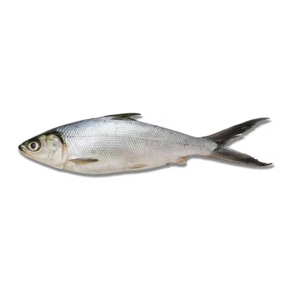 MILKFISH WR 600-800 VP (GO BY WEIGHT) LB