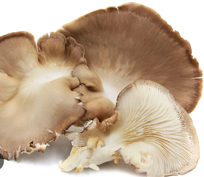 MUSHROOM OYSTER FRESH 5 LBS CASE