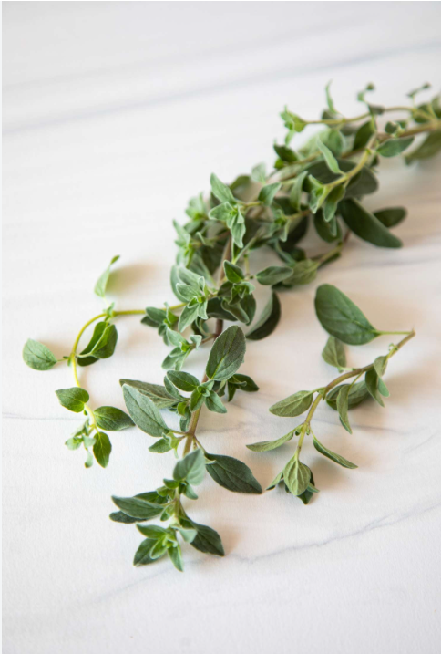 FRESH OREGANO BC/MX 12 CTN CS