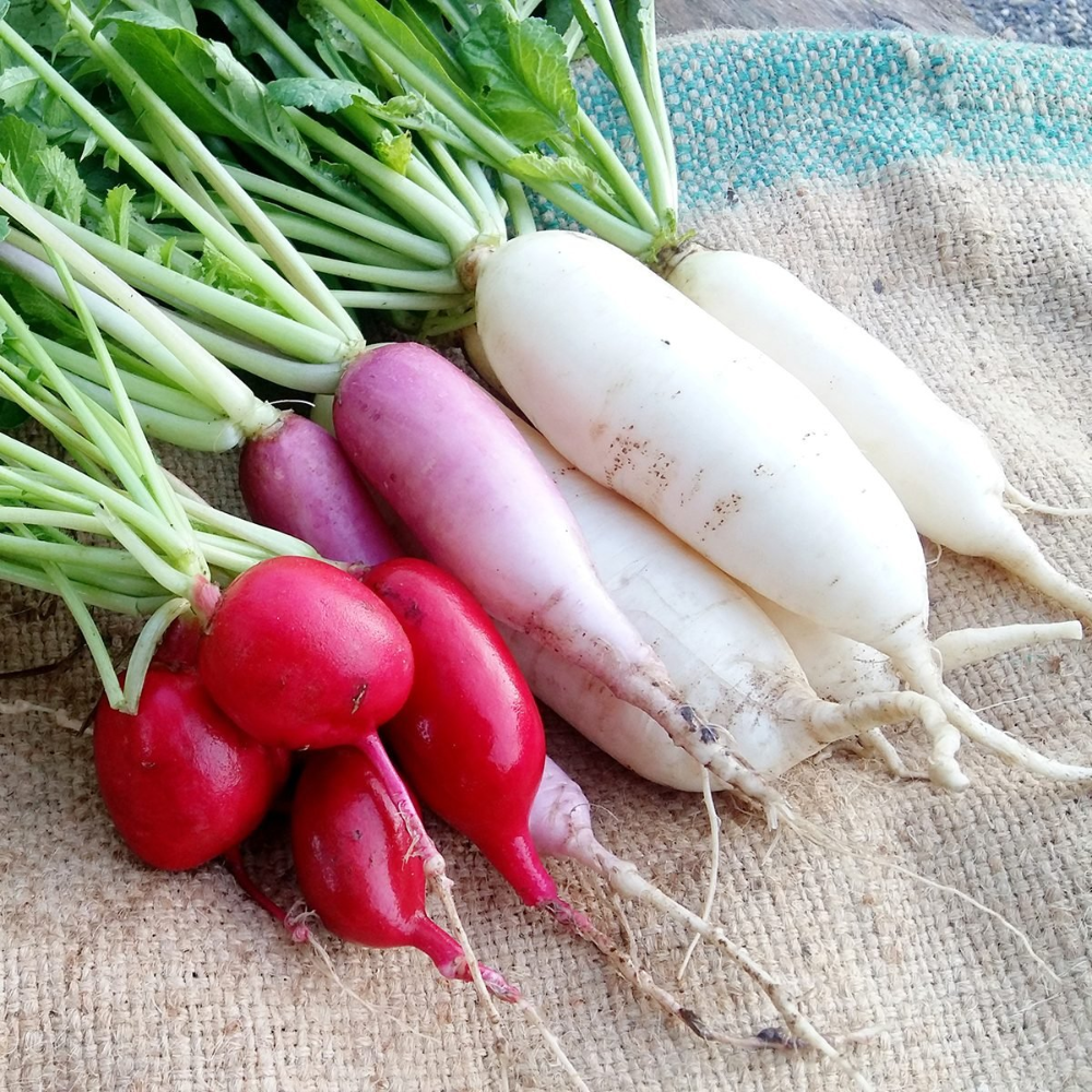 RADISHES FRESH BC/US 20 LBS CASE