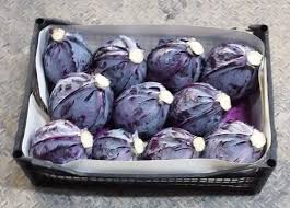 RED CABBAGE CASE 50LB
