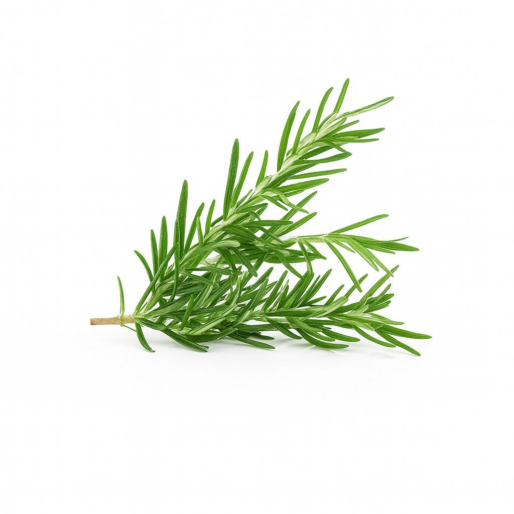 ROSEMARY FRESH BC 12 BUNCHES CASE