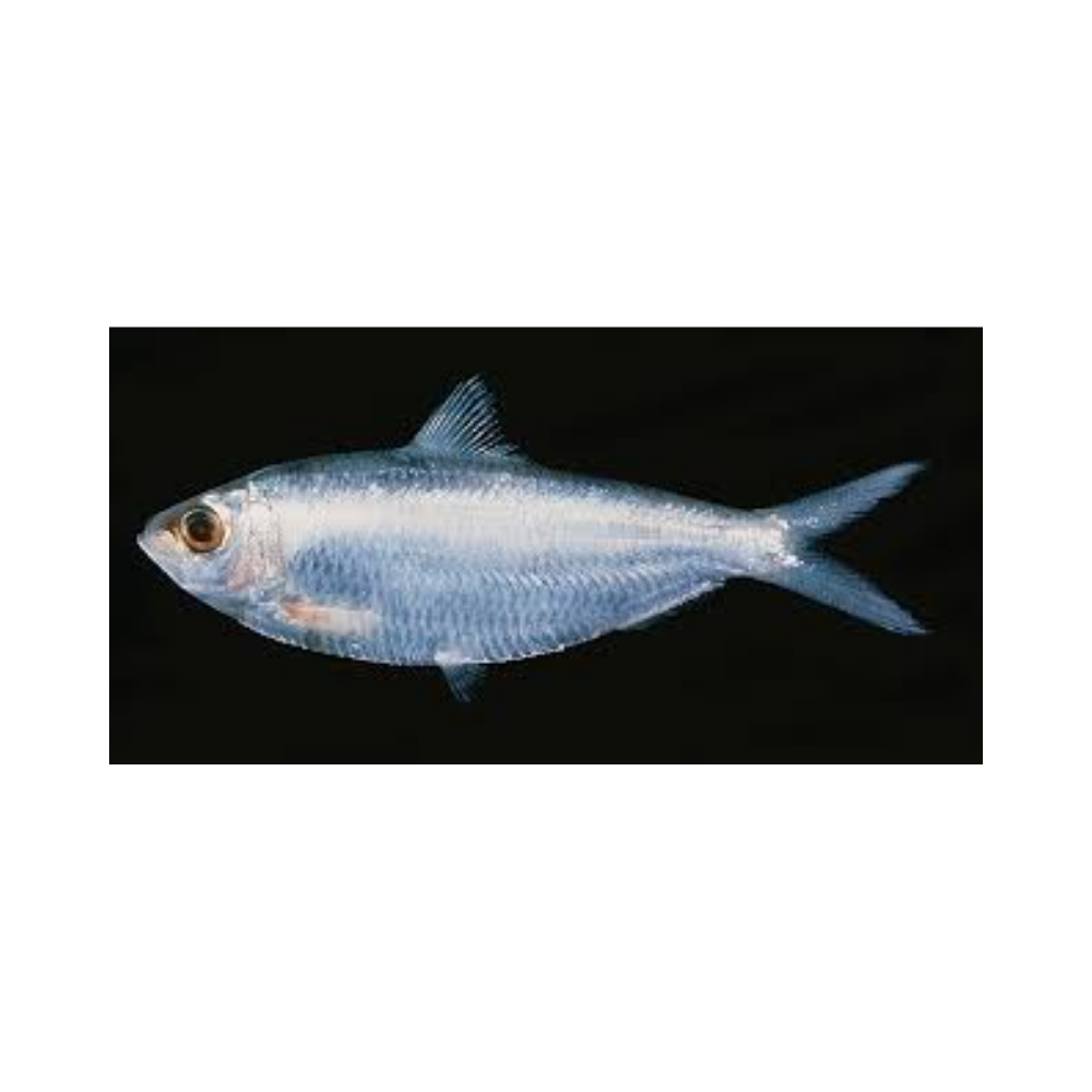 SARDINELLA 454 GMS