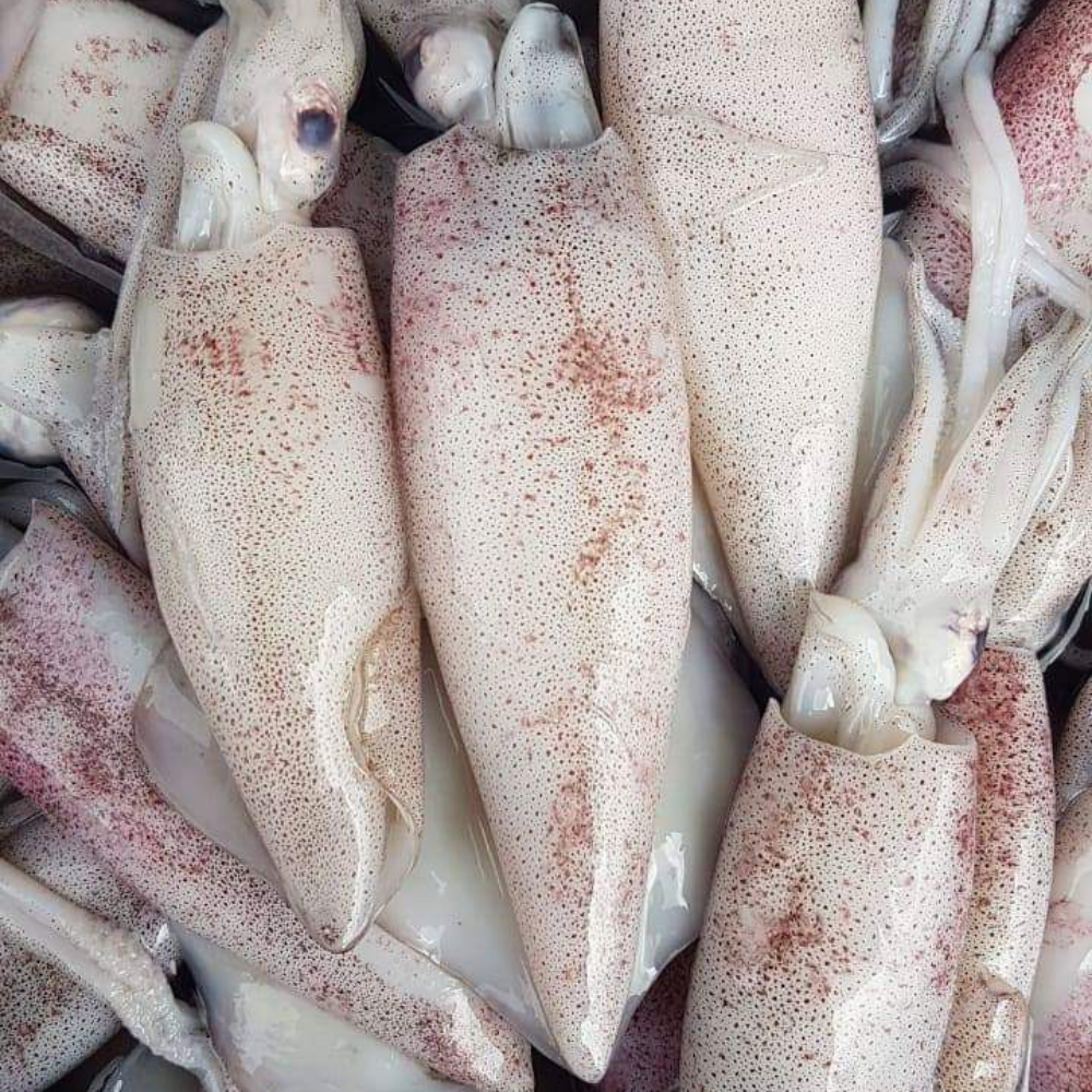 SQUID LOLIGO WR 8-10 VP 400G