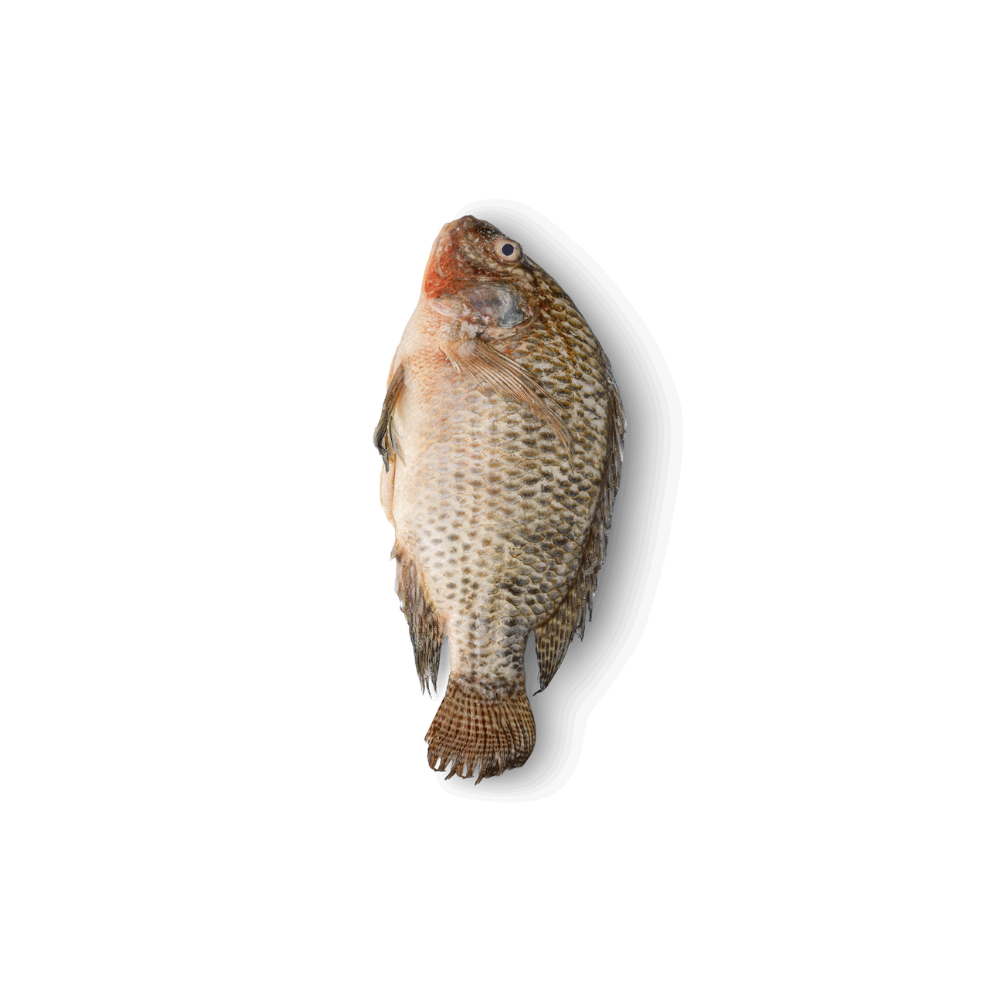 TILAPIA (TAIWAN) GGS 350-550 (BY WEIGHT LBS)