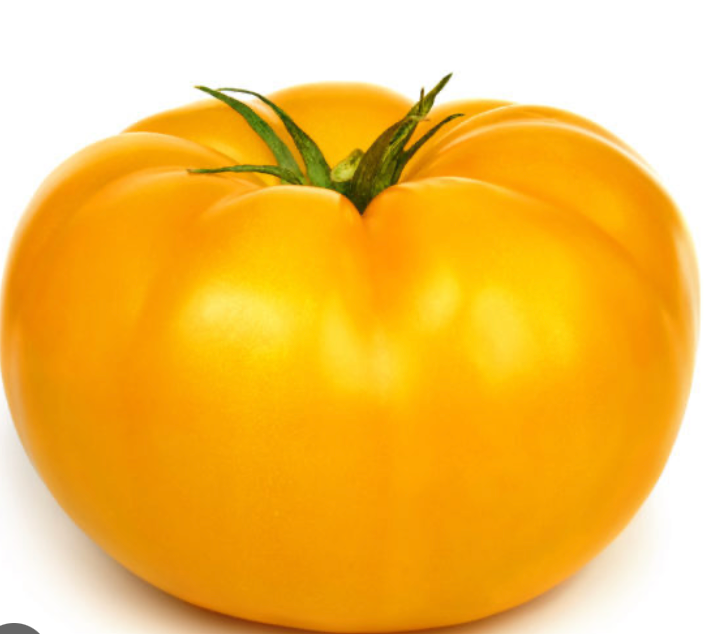 C-TOMATO HH GOLD LARGE BC 30-38 15 LBS CS