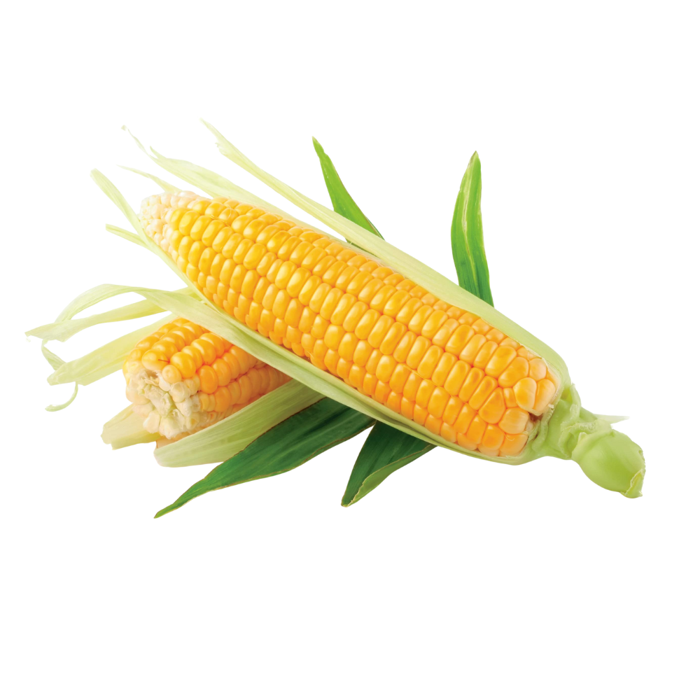 YOUNG BABY CORN WHOLE 200 UP 100 OZ