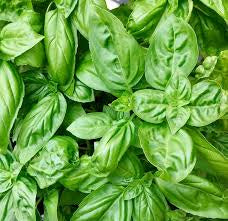 BASIL FRESH LBS